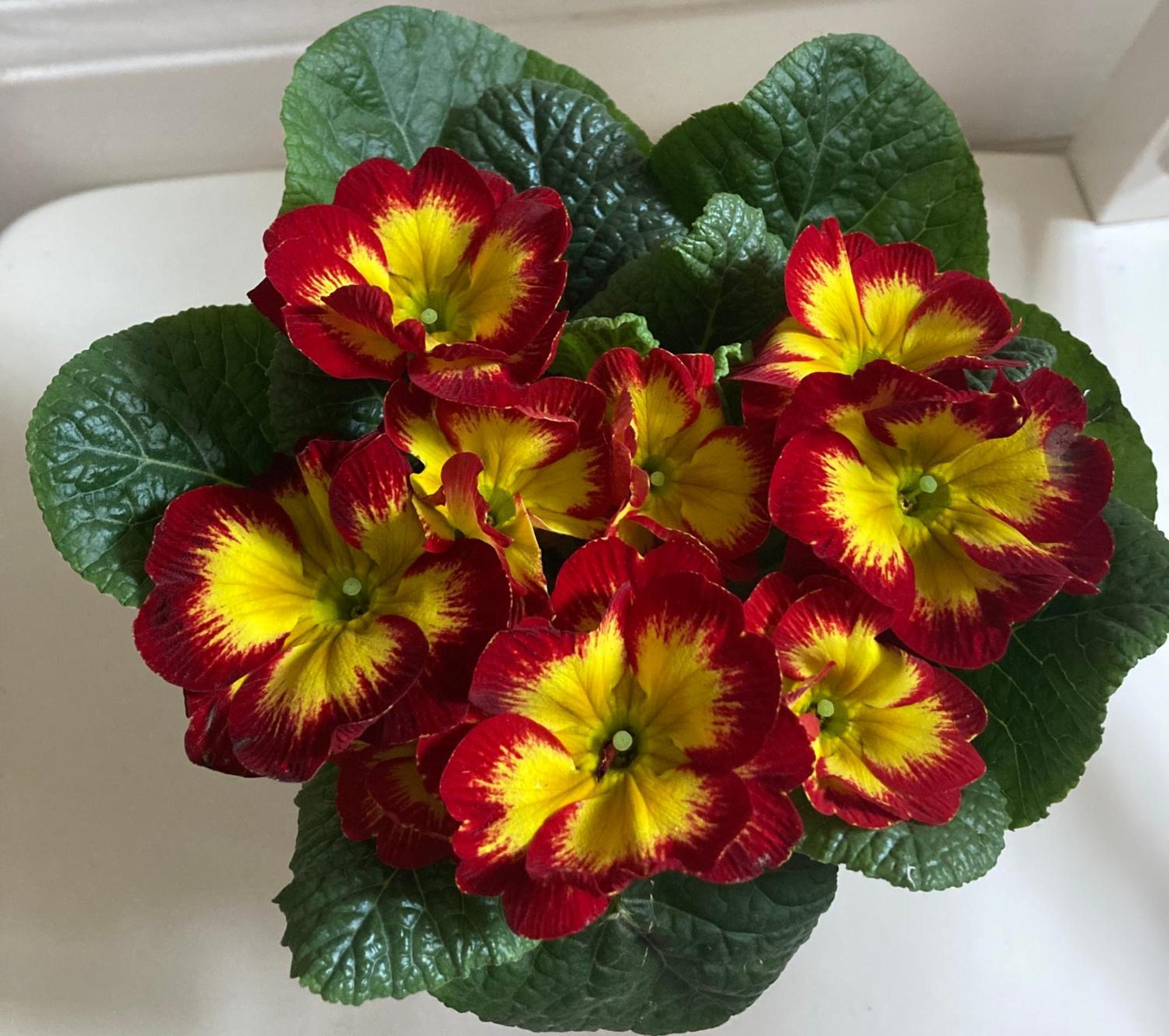 Poppy Flower Apartment Βουδαπέστη Εξωτερικό φωτογραφία